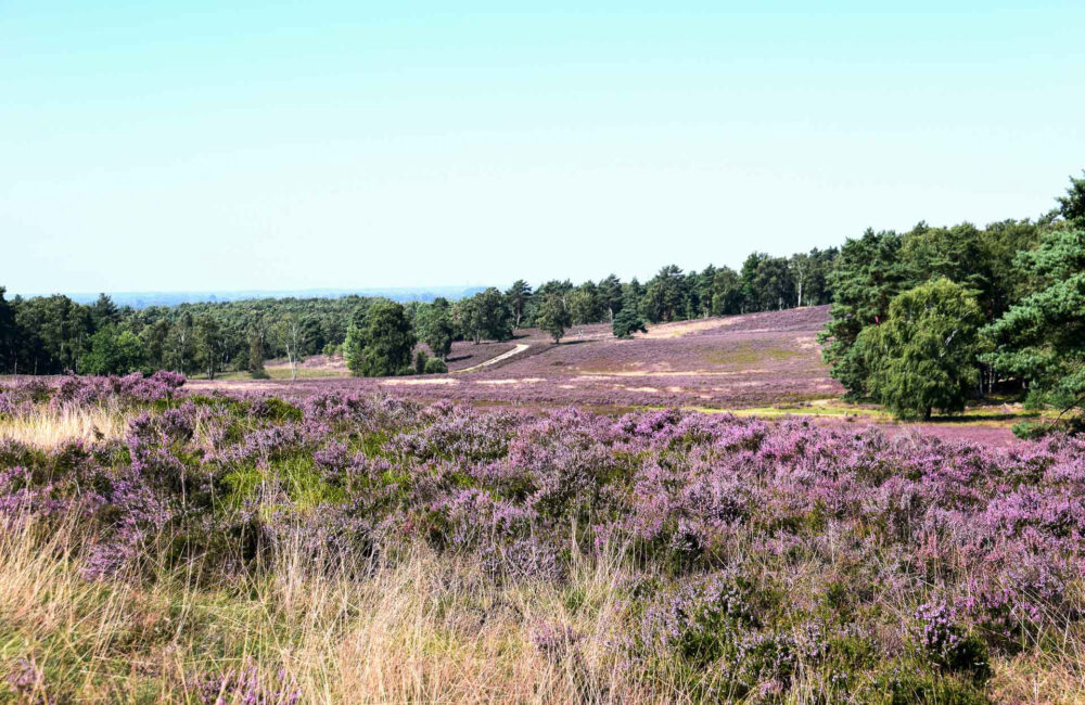 Oh wie schön ist die Heide