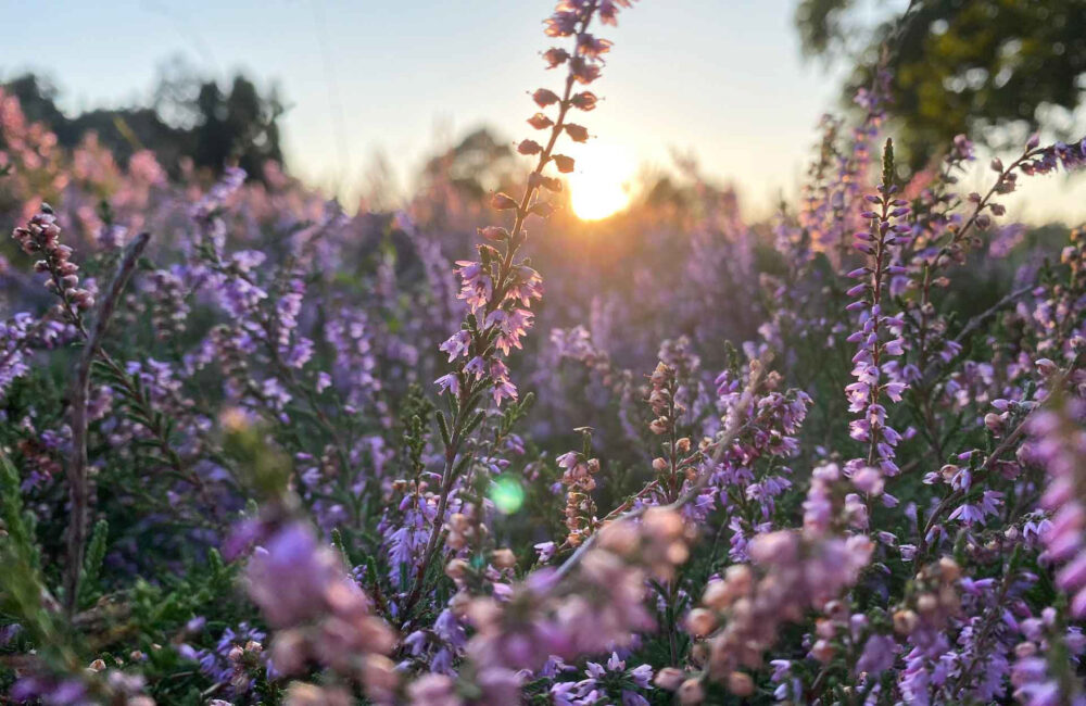 Heideblütenfest in Schneverdingen