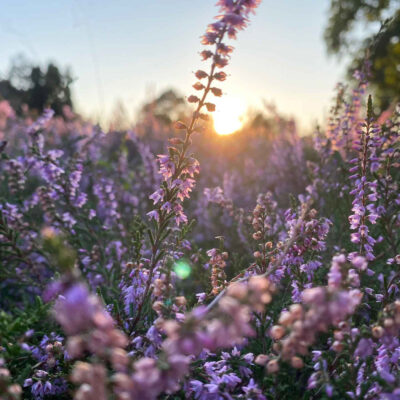 Heideblütenfest in Schneverdingen