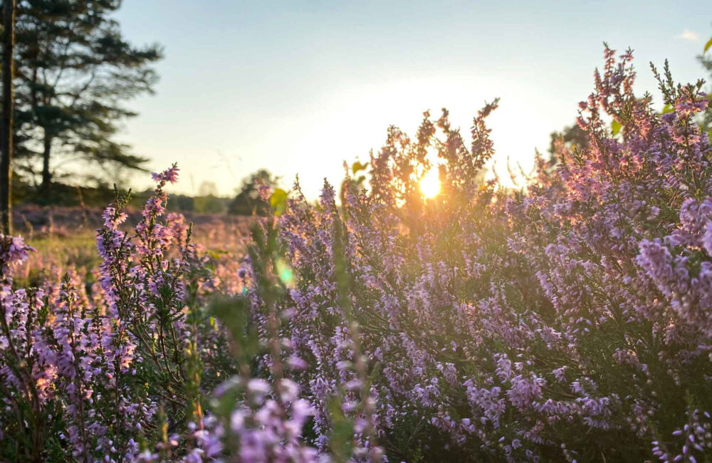 Zeit zu zweit im Büsenbachtal