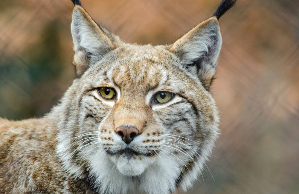Wildpark Schwarze Berge
